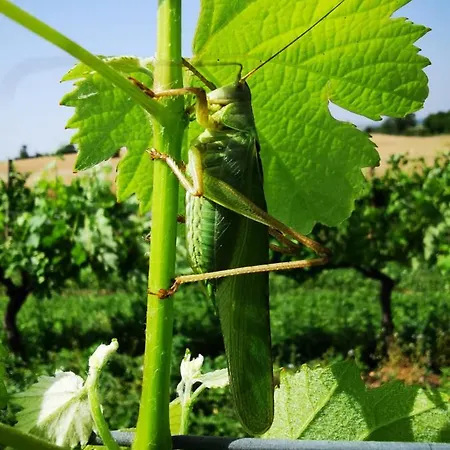 La Grue Mons (Charente)