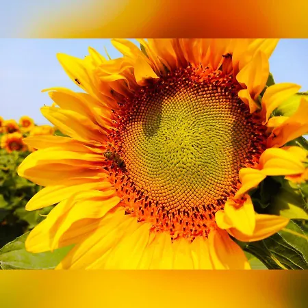 La Grue Mons (Charente)